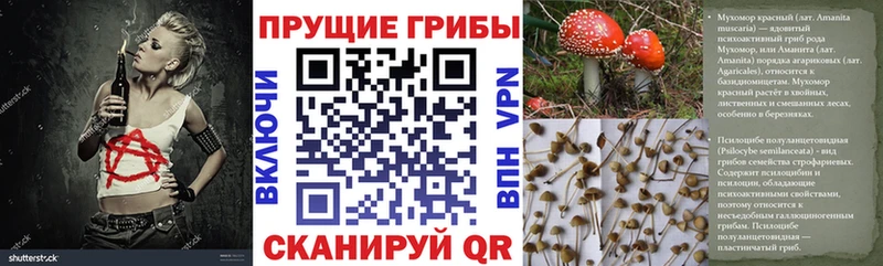 мориарти официальный сайт  Бородино  Псилоцибиновые грибы Psilocybe 
